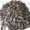Edible sunflower seeds from Inner Mongolia